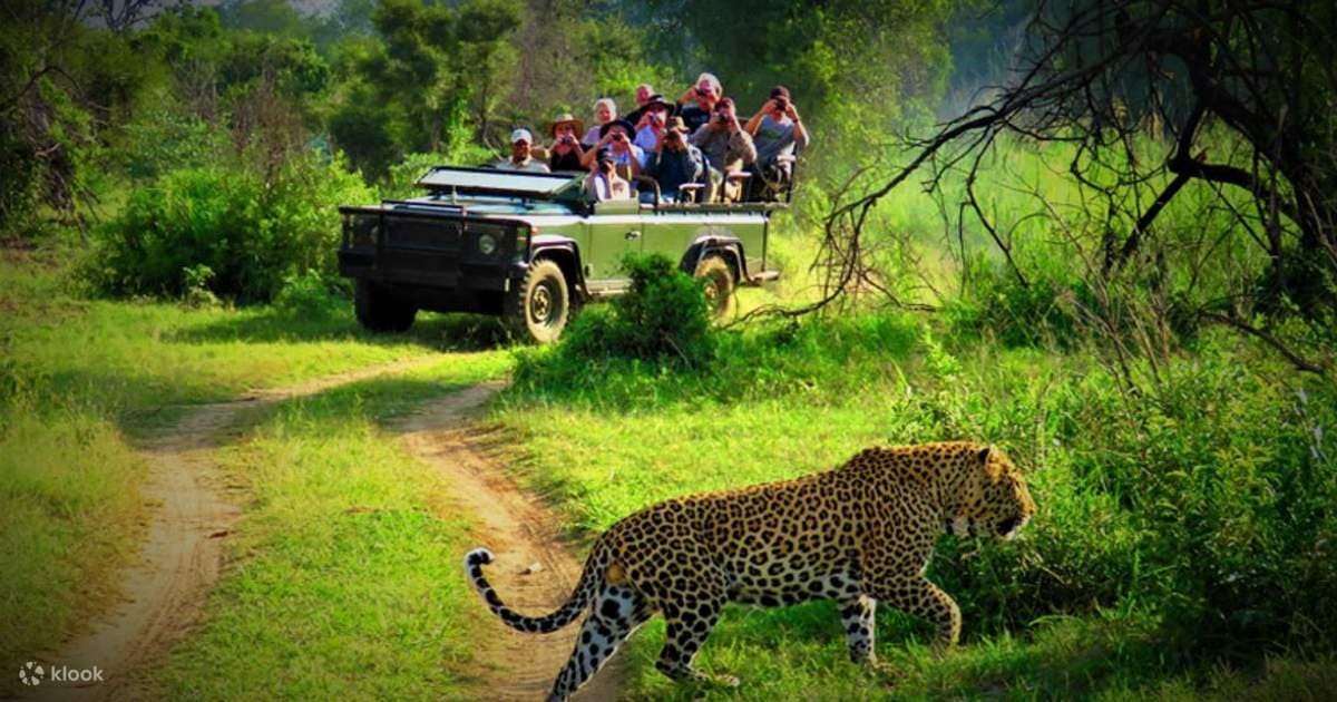 Jungle Safari